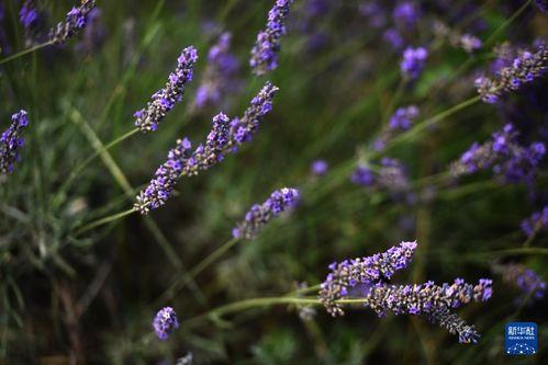 薰衣草在线观看,在线观看之旅